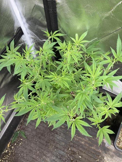 White Rhino (Green House Seeds). Week 11