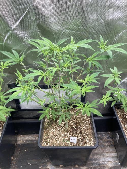 White Rhino (Green House Seeds). Week 11