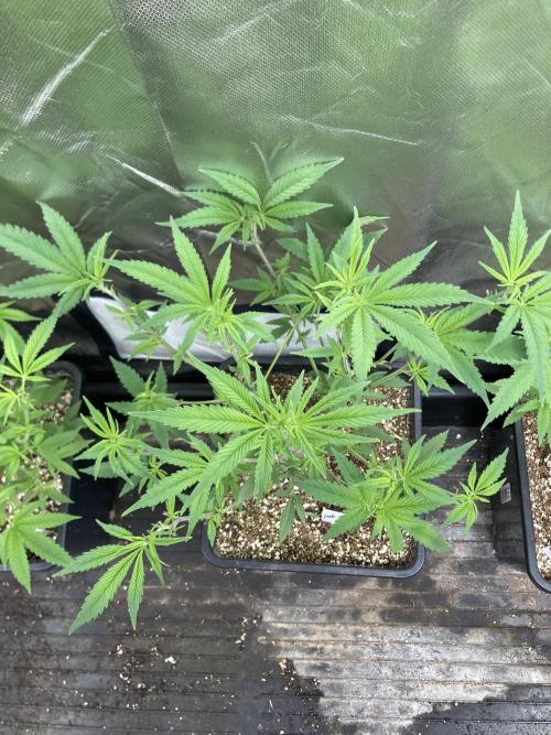 White Rhino (Green House Seeds). Week 11