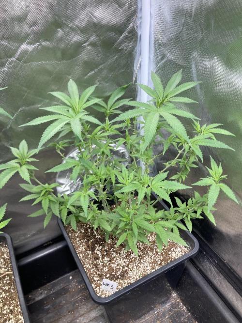 White Rhino (Green House Seeds). Week 11
