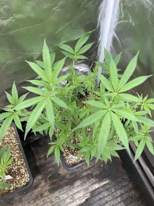 White Rhino (Green House Seeds). Week 11