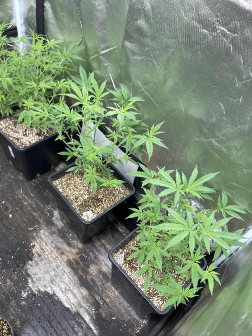 White Rhino (Green House Seeds). Week 11