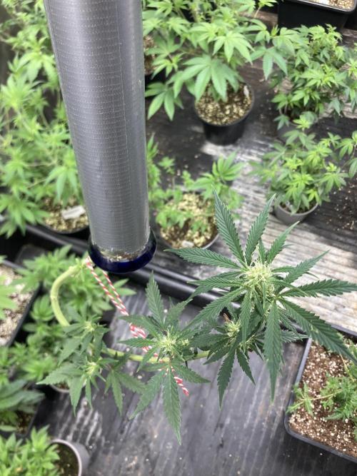 Double Smile (Mephisto Genetics). Week 6