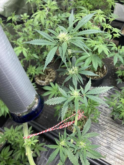 Double Smile (Mephisto Genetics). Week 6