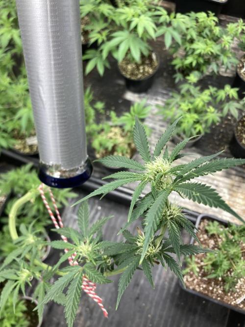 Double Smile (Mephisto Genetics). Week 6