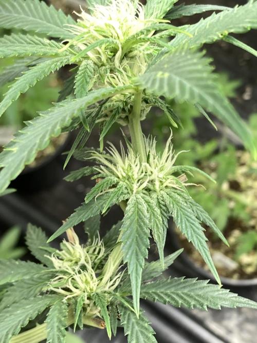 Double Smile (Mephisto Genetics). Week 6