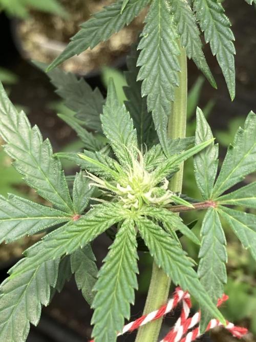 Double Smile (Mephisto Genetics). Week 6