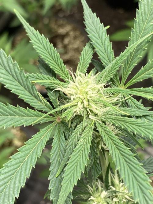 Double Smile (Mephisto Genetics). Week 6