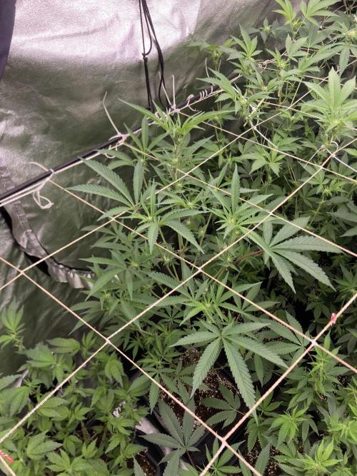 Atomic Jelly (In House Genetics). Week 11