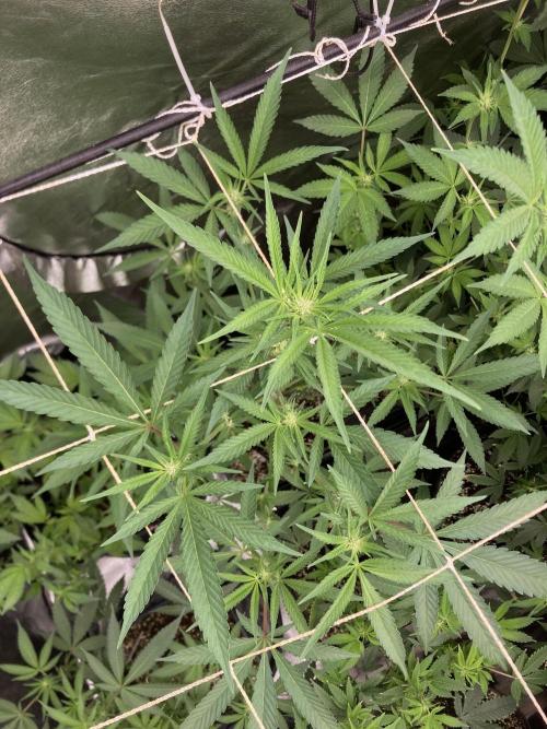 Atomic Jelly (In House Genetics). Week 11