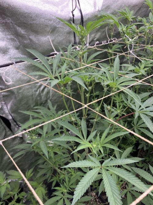 Atomic Jelly (In House Genetics). Week 11