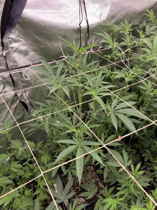 Atomic Jelly (In House Genetics). Week 11