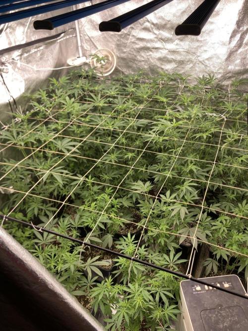 Atomic Jelly (In House Genetics). Week 11