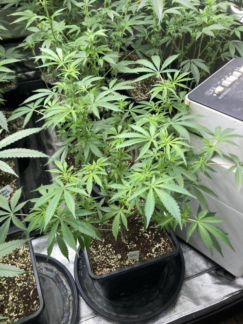 Strawberry Ak (Serious Seeds). Week 11