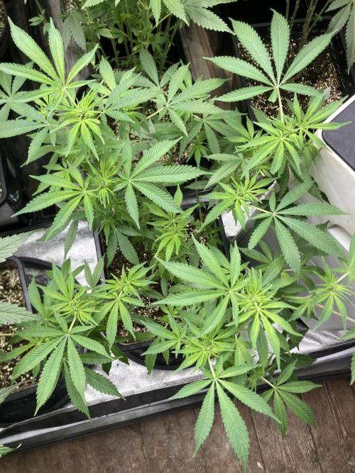 Strawberry Ak (Serious Seeds). Week 11