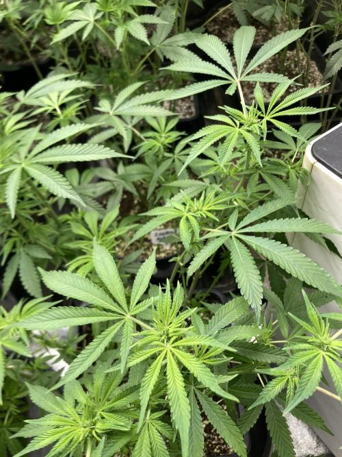 Strawberry Ak (Serious Seeds). Week 11