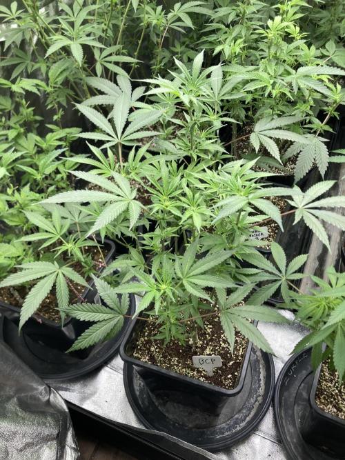 BlackCherry Punch (In House Genetics). Week 11