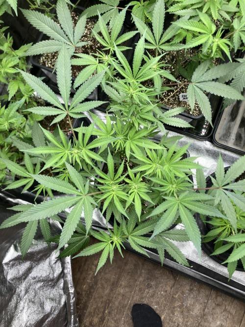 BlackCherry Punch (In House Genetics). Week 11