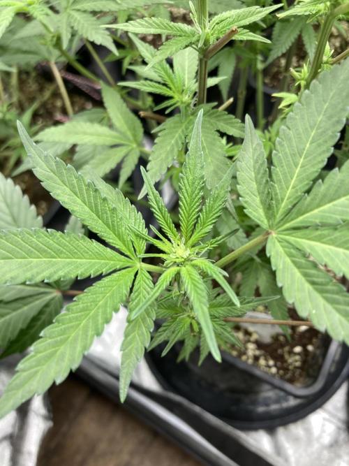 BlackCherry Punch (In House Genetics). Week 11