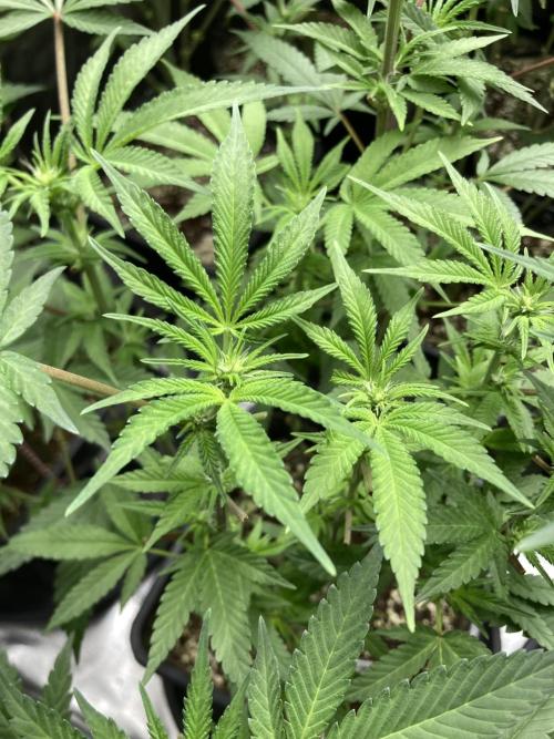 BlackCherry Punch (In House Genetics). Week 11