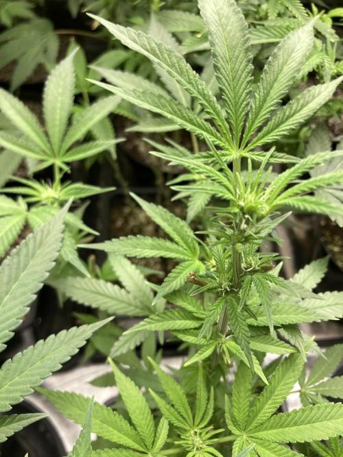 BlackCherry Punch (In House Genetics). Week 11