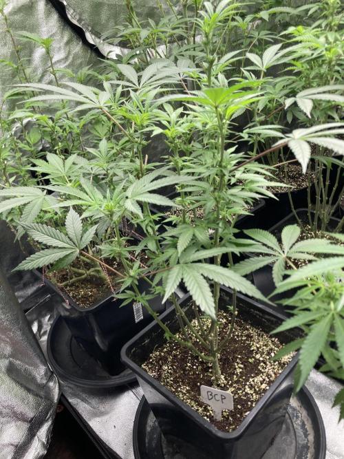 BlackCherry Punch (In House Genetics). Week 11
