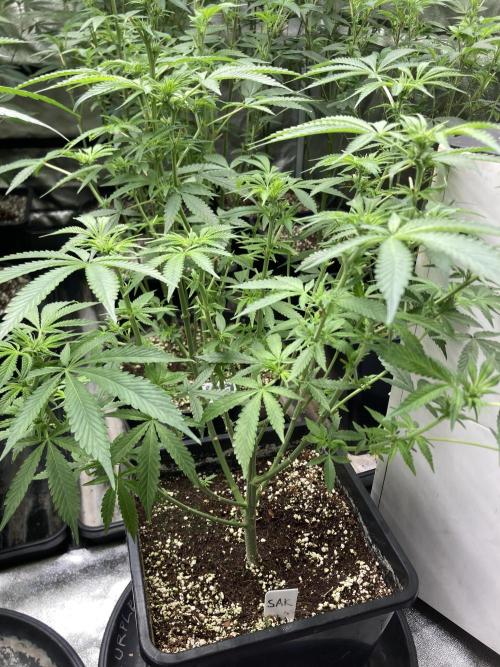 Strawberry Ak (Serious Seeds). Week 11