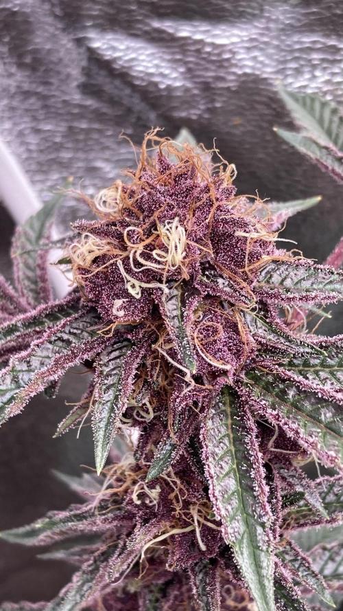 CN#6 Pora’s Purple Clones (Relentless). Week 8