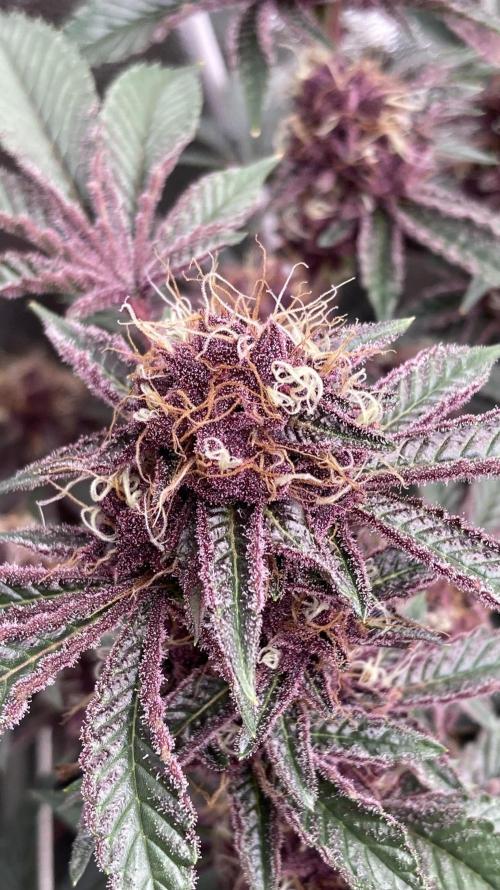 CN#6 Pora’s Purple Clones (Relentless). Week 8