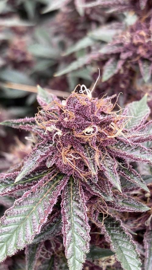 CN#6 Pora’s Purple Clones (Relentless). Week 8