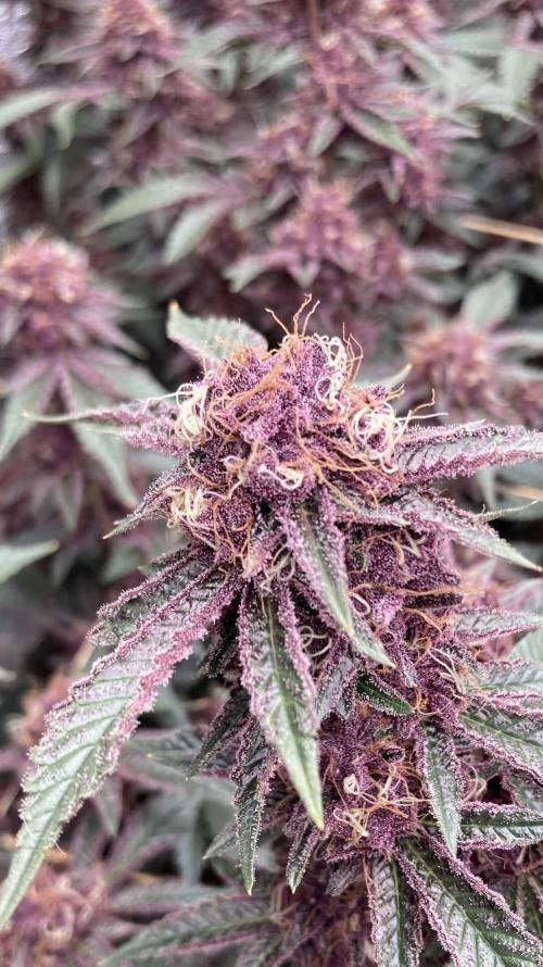 CN#6 Pora’s Purple Clones (Relentless). Week 8