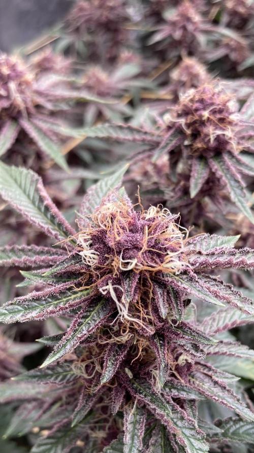 CN#6 Pora’s Purple Clones (Relentless). Week 8