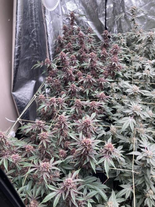 CN#6 Pora’s Purple Clones (Relentless). Week 8