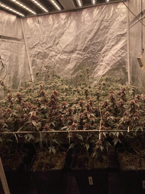 CN#6 Pora’s Purple Clones (Relentless). Week 8