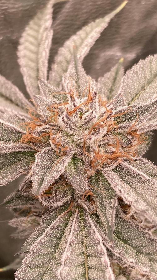 CN#2 Clones (Relentless Genetics). Week 8