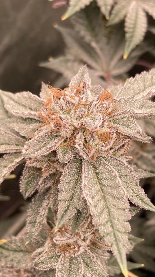 CN#2 Clones (Relentless Genetics). Week 8