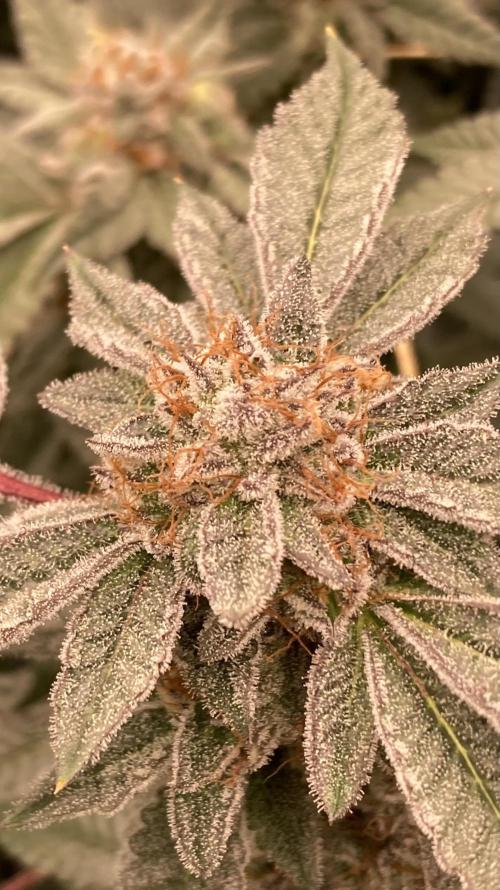 CN#2 Clones (Relentless Genetics). Week 8