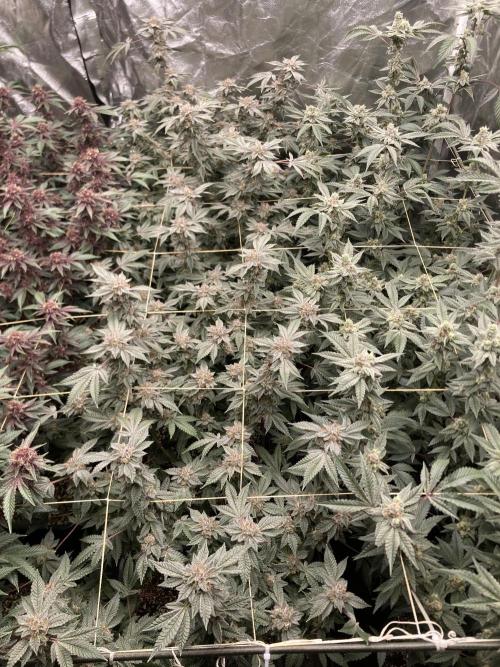 CN#2 Clones (Relentless Genetics). Week 8