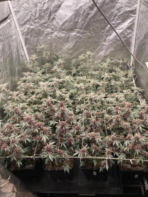 CN#2 Clones (Relentless Genetics). Week 8