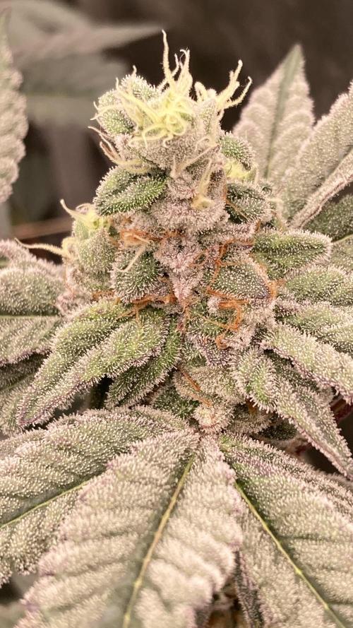 Gas Cream Runtz Clones (LIT Farms). Week 8