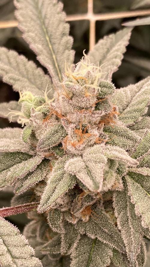 Gas Cream Runtz Clones (LIT Farms). Week 8