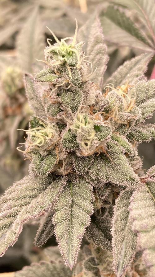 Gas Cream Runtz Clones (LIT Farms). Week 8
