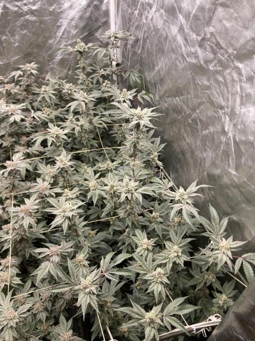 Gas Cream Runtz Clones (LIT Farms). Week 8
