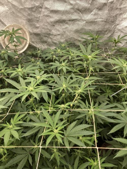 Zoy Sauce Clones (my Cut). Week 4