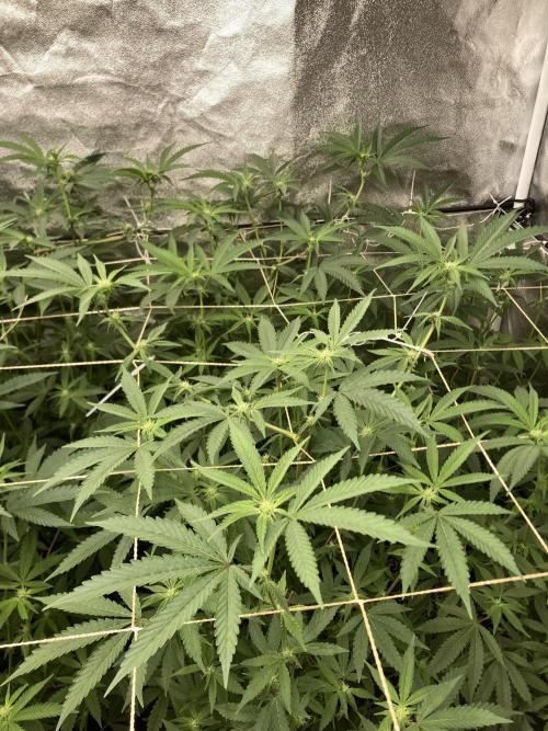 Zoy Sauce Clones (my Cut). Week 4