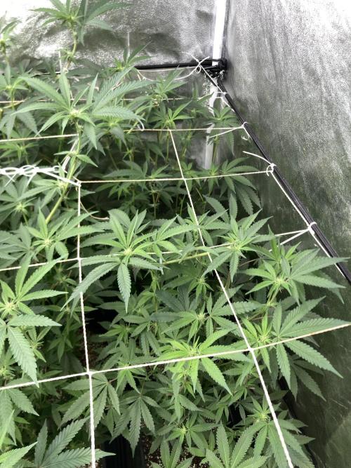 Zoy Sauce Clones (my Cut). Week 4
