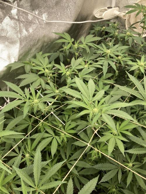 Rainbow Marker Clones (Lit Farms). Week 4