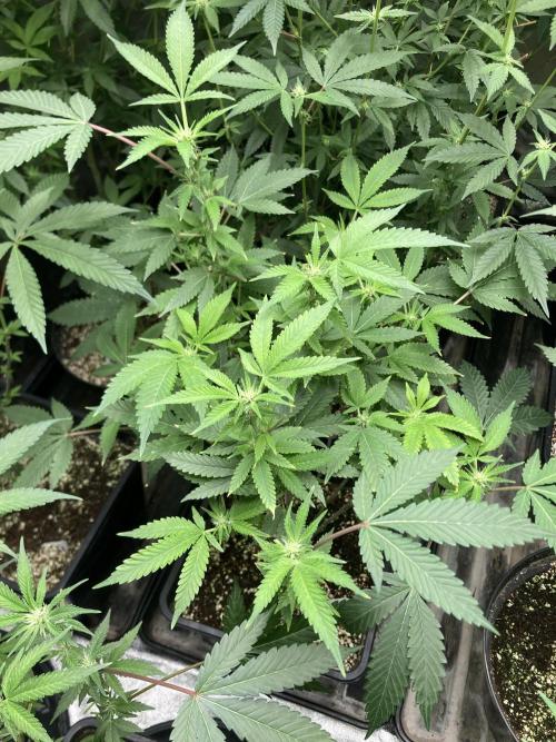Rainbow Marker Clones (Lit Farms). Week 4