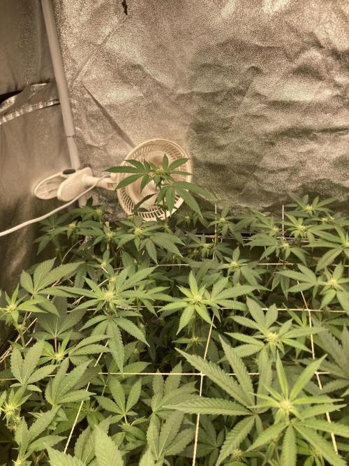 Rainbow Marker Clones (Lit Farms). Week 4