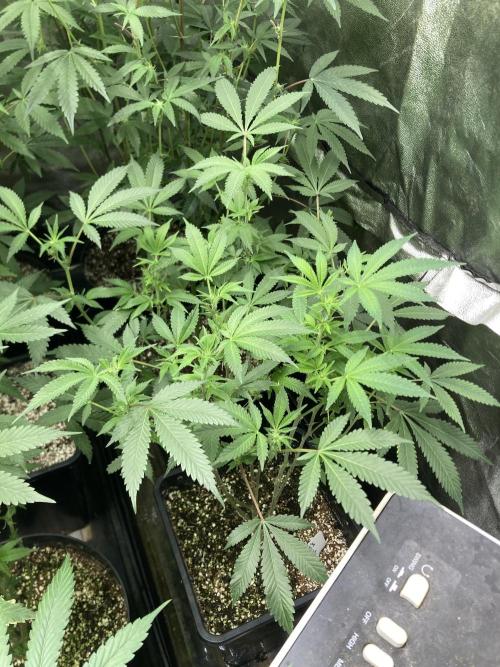 Rainbow Marker Clones (Lit Farms). Week 4